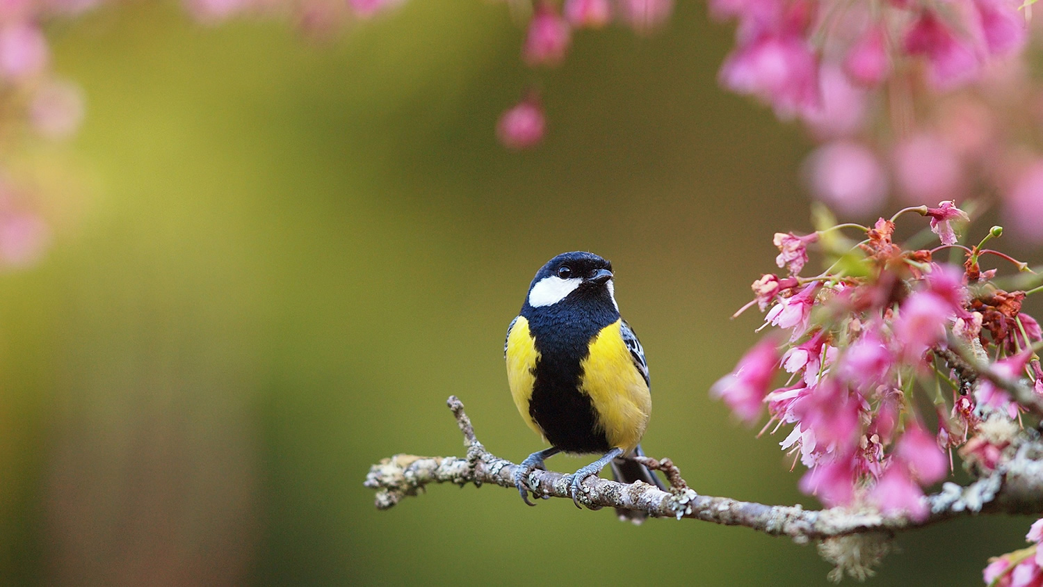 De todos os exemplos, PRIMAVERA é o mais bonito